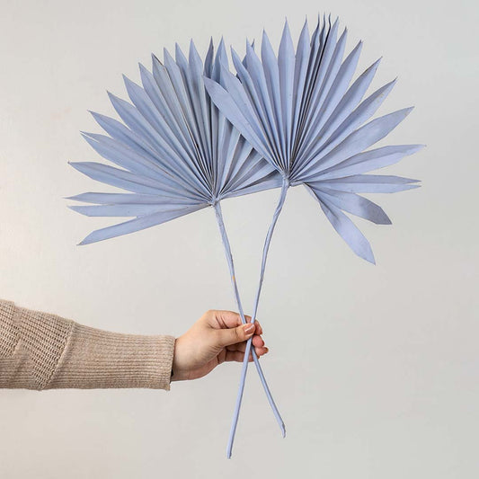 Hand holding two pastel lavender dried palm sun fan leaves for unique modern bohemian living room decor on white background.