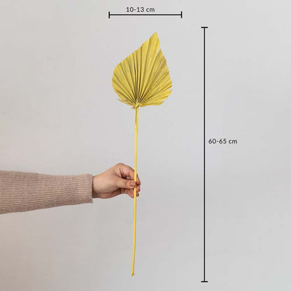 Yellow palm leaf stem with measurement scale and size 60–65 cm tall is ideal for vases wall decor or floral styling.