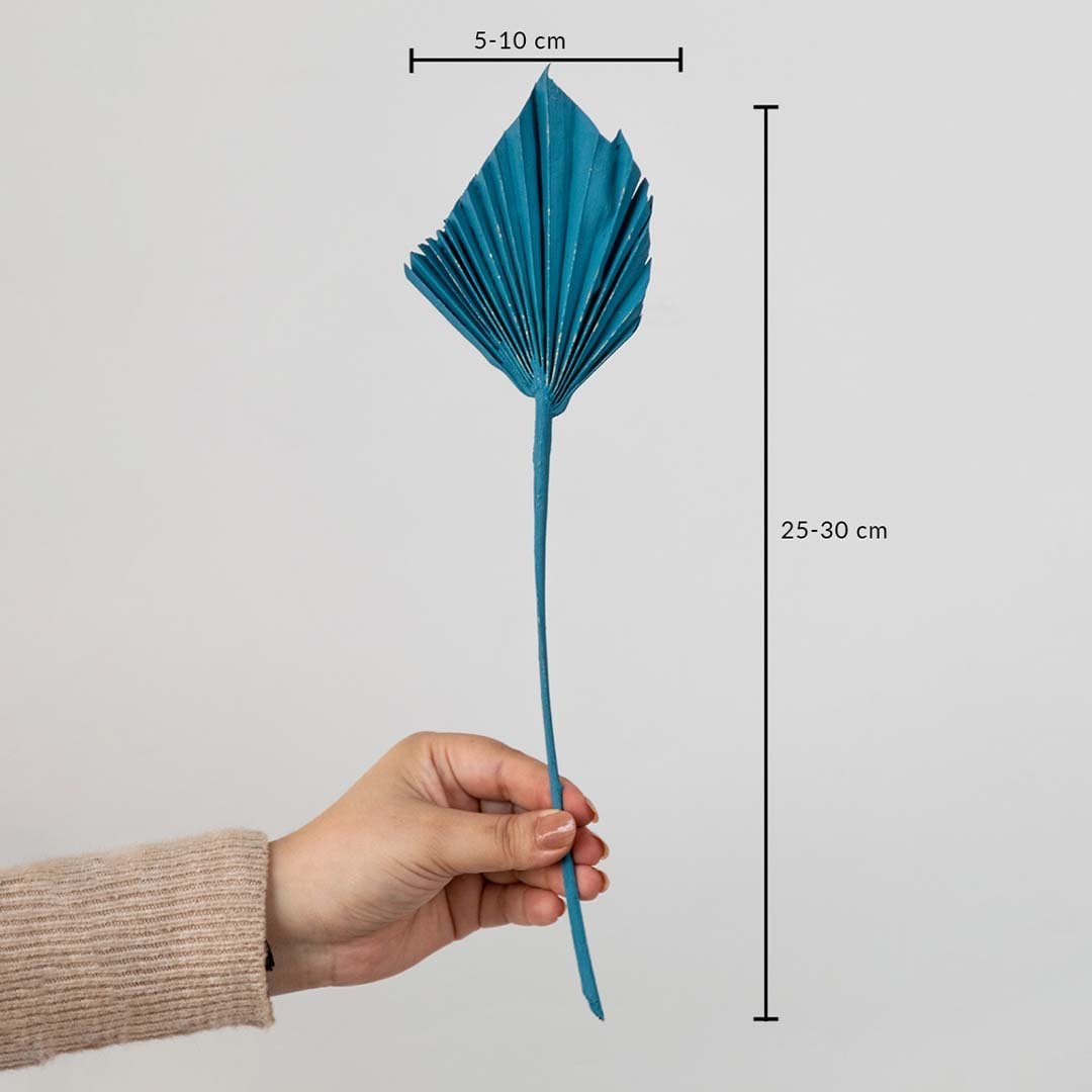 Teal dried palm leaf stem with 25 to 30cm height and 5 to 10cm leaf width shown with measurement.