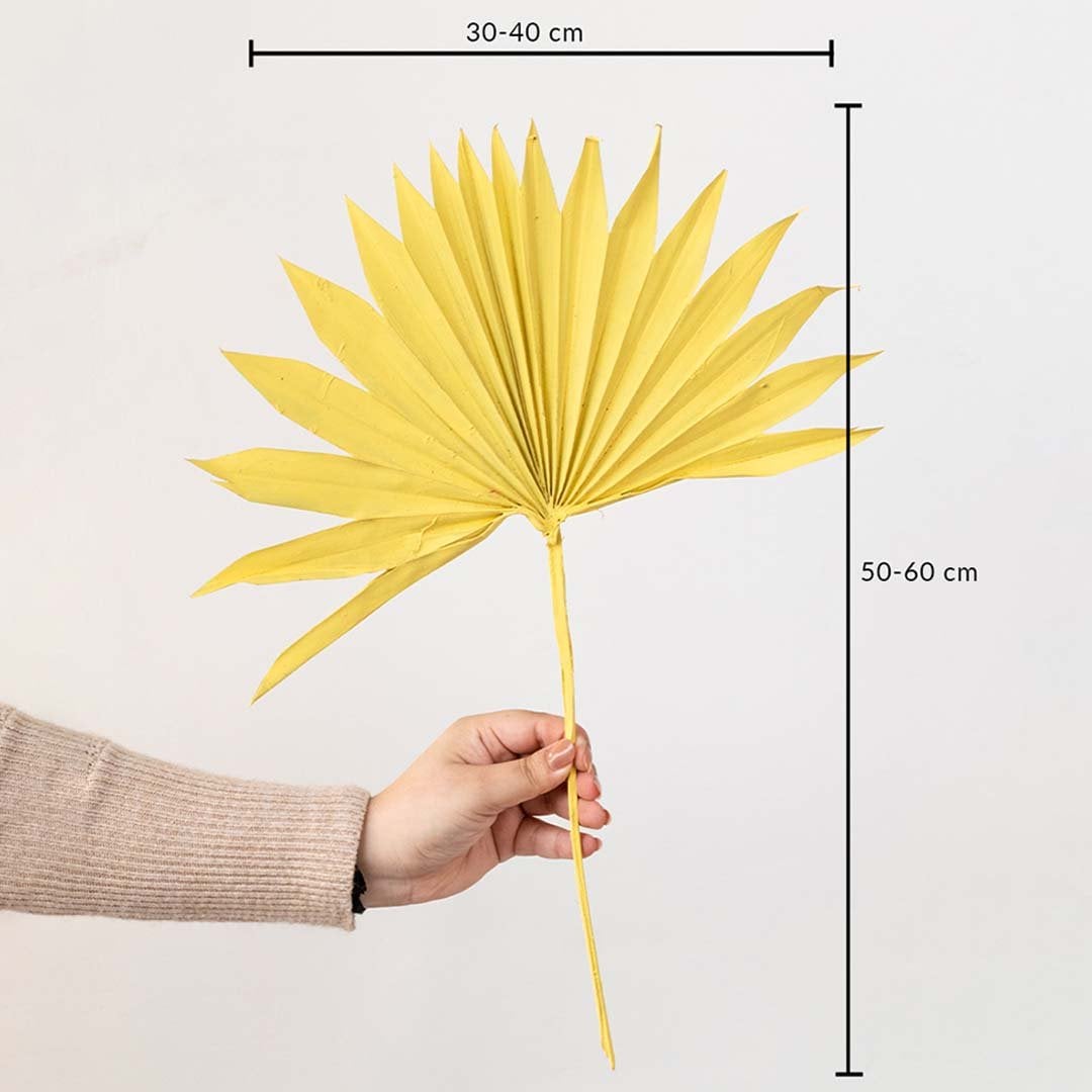 Yellow dried palm leaf with size dimensions 50 to 60 cm height and 30 to 40 cm width for vase decoration.