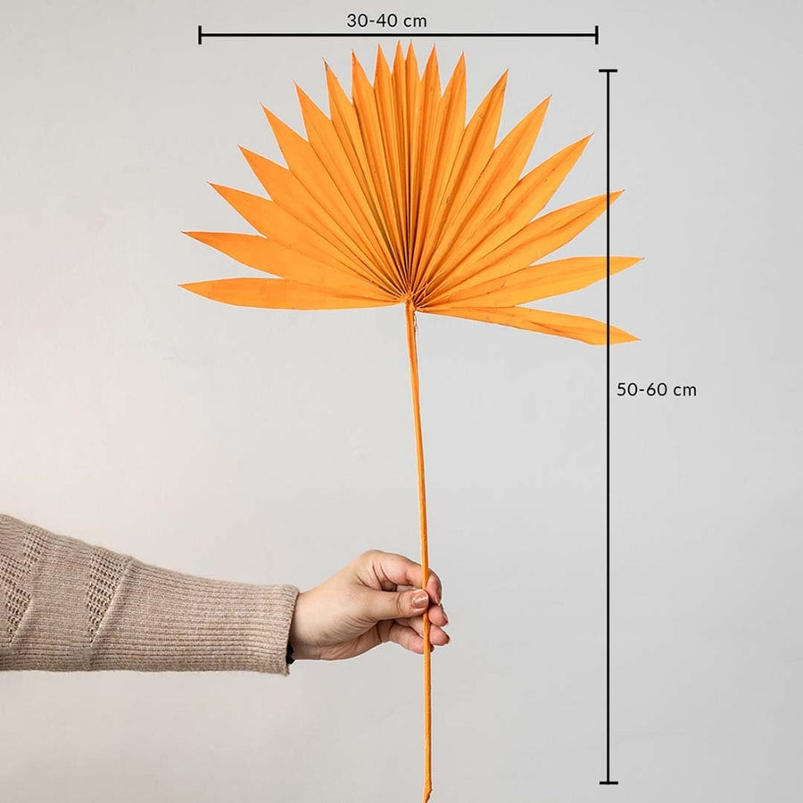 Orange dried palm leaf shown with size dimensions 50 to 60 cm height and 30 to 40 cm width for vase decor.