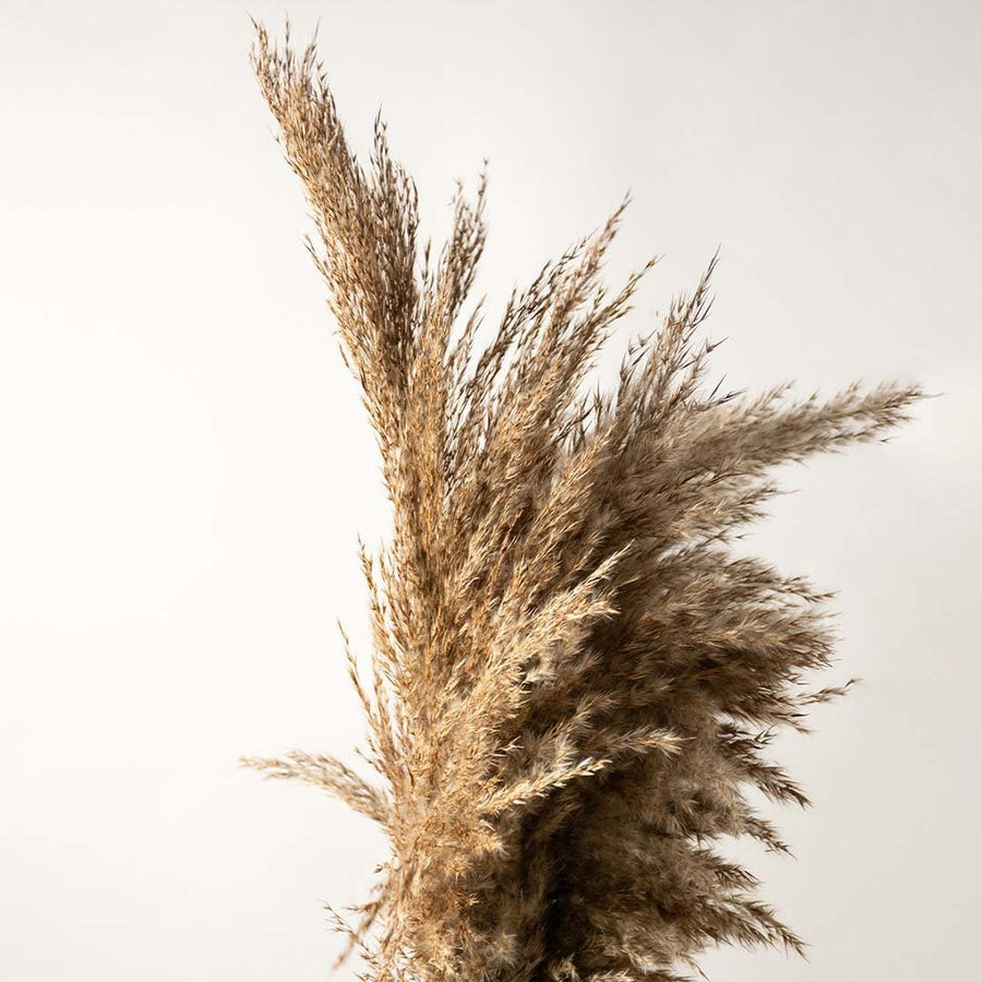 Detailed view of pampas grass texture highlighting fluffy feathery plumes with a warm earthy tone.