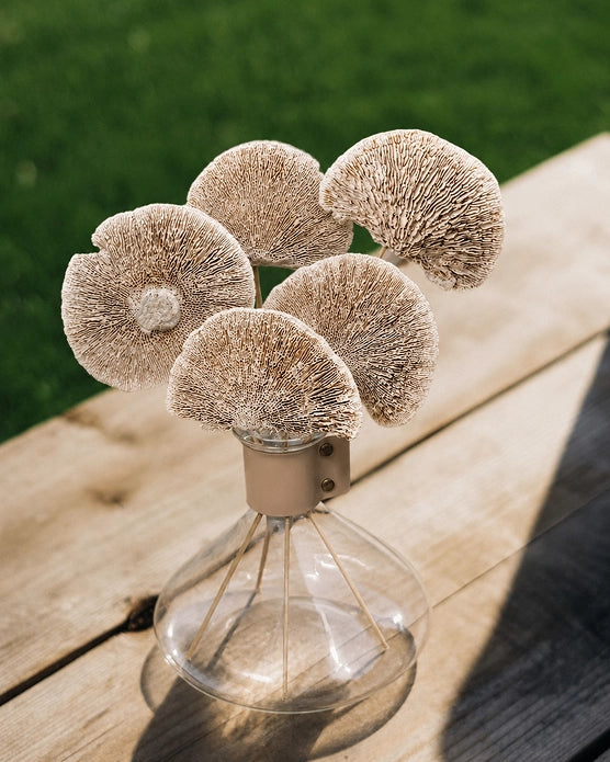 Shop Dried Grasses