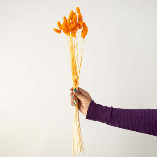 Phalaris Dried Grass - Orange