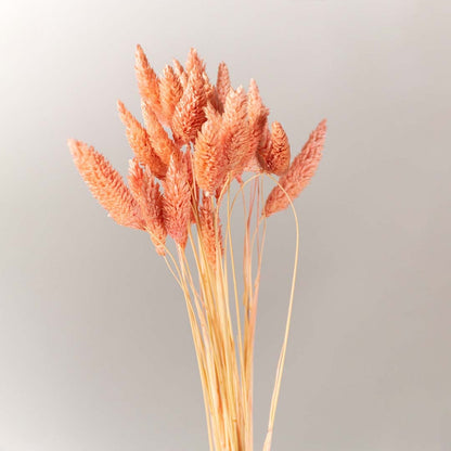 Clear glass vase with peach bunny tail dried stems displayed against a white background showcasing airy soft texture ideal for home decor styling.