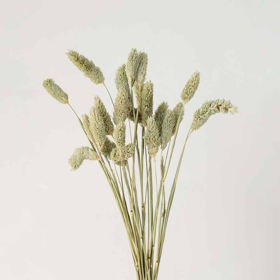 Closeup of green lagurus bunny tail grass bouquet preserved stems lifestyle floral arrangement on white background
