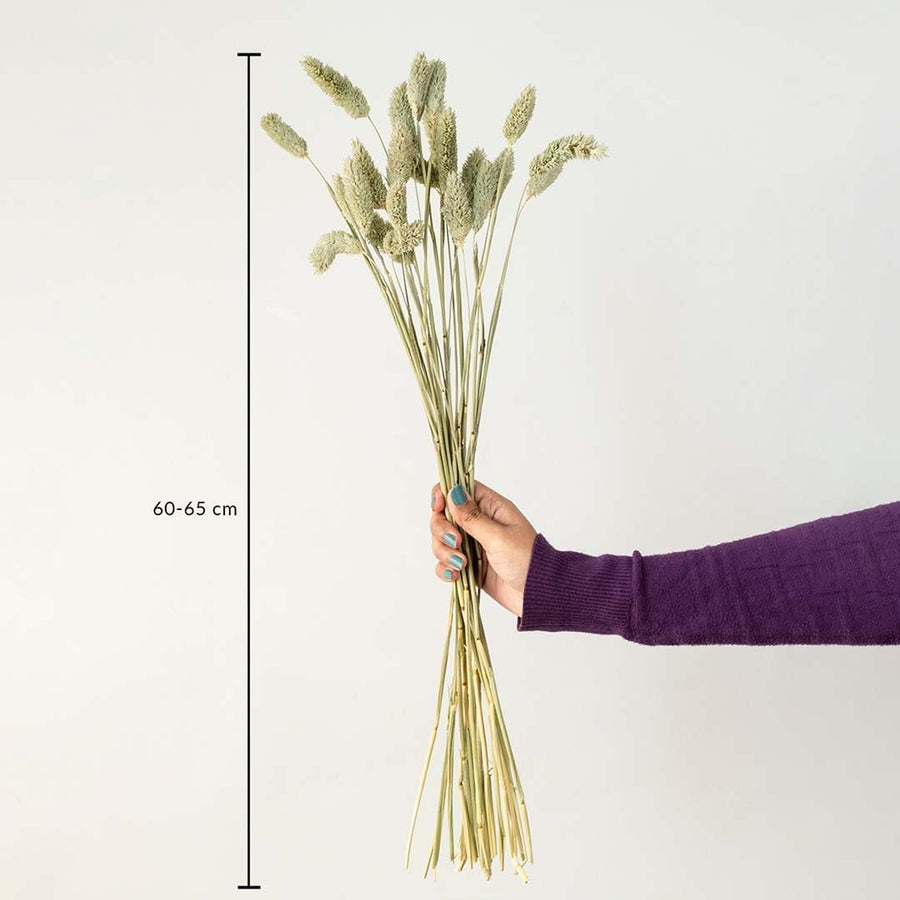 Green lagurus bunny tail grass bouquet 60-65 cm preserved stems lifestyle decor shown with size on white background.