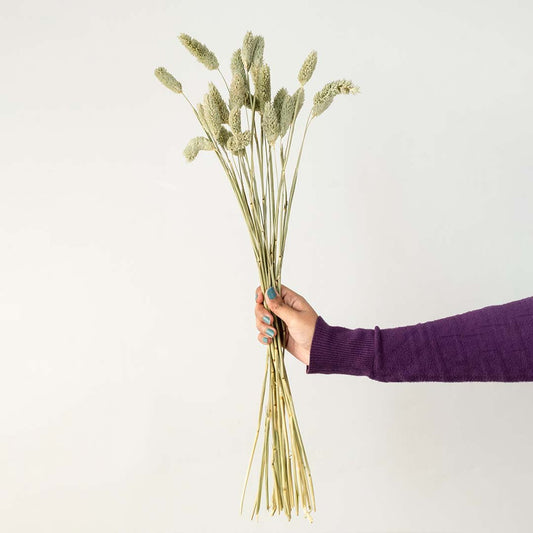 Hand holding light sage green dried bunny tails grass stems bundle for fresh minimalist tabletop vase on white backdrop.