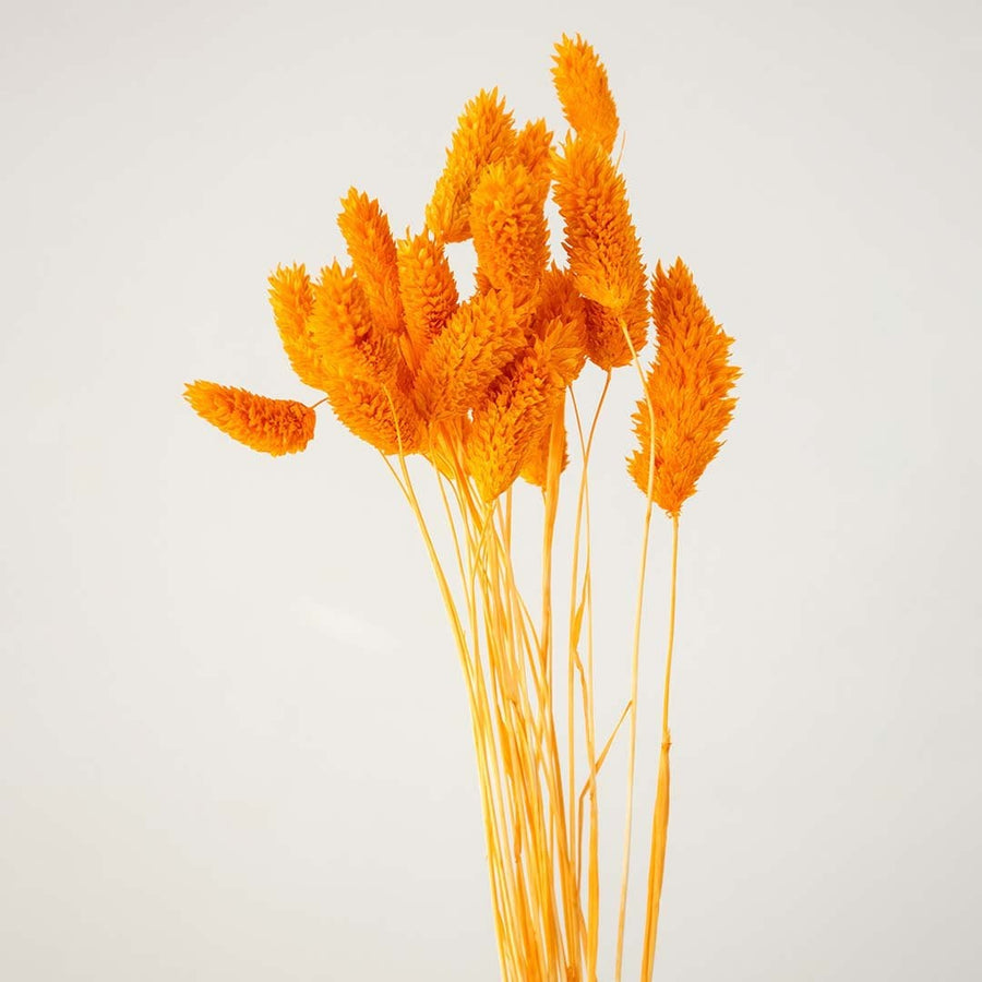 Closeup of orange lagurus bunny tail grass bouquet preserved natural stems lifestyle floral decor on white background.