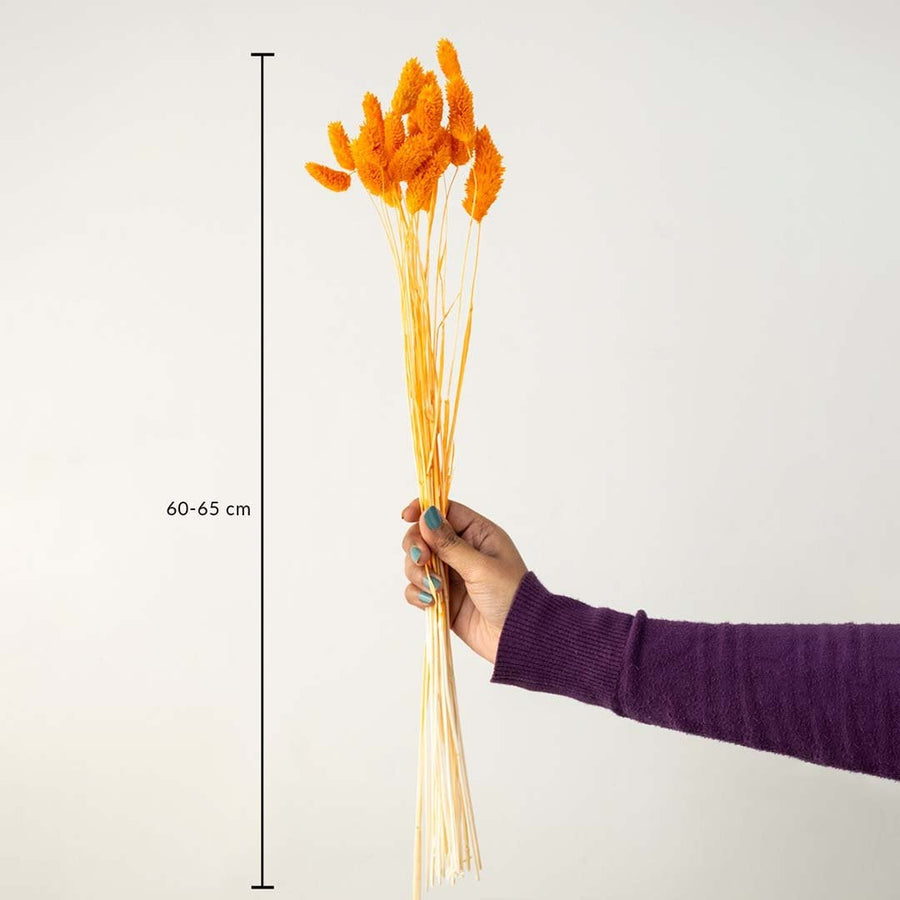 Orange lagurus bunny tail grass bouquet 60-65 cm preserved stems lifestyle decor shown with size on white background.