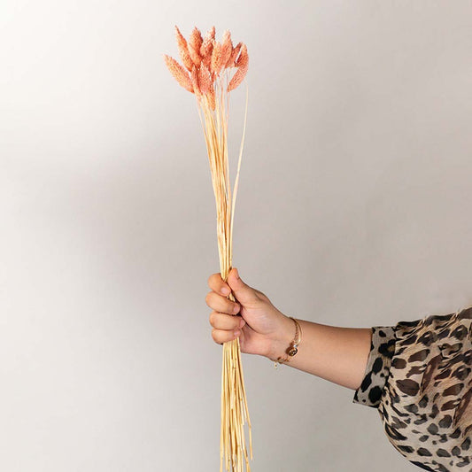 Hand holding soft peach pink dried bunny tails grass stems for charming minimalist bohemian tabletop vase decoration.