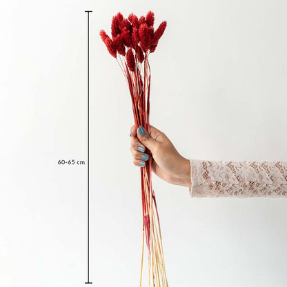 Red lagurus bunny tail grass bouquet 60-65 cm preserved stems lifestyle decor shown with size on white background.