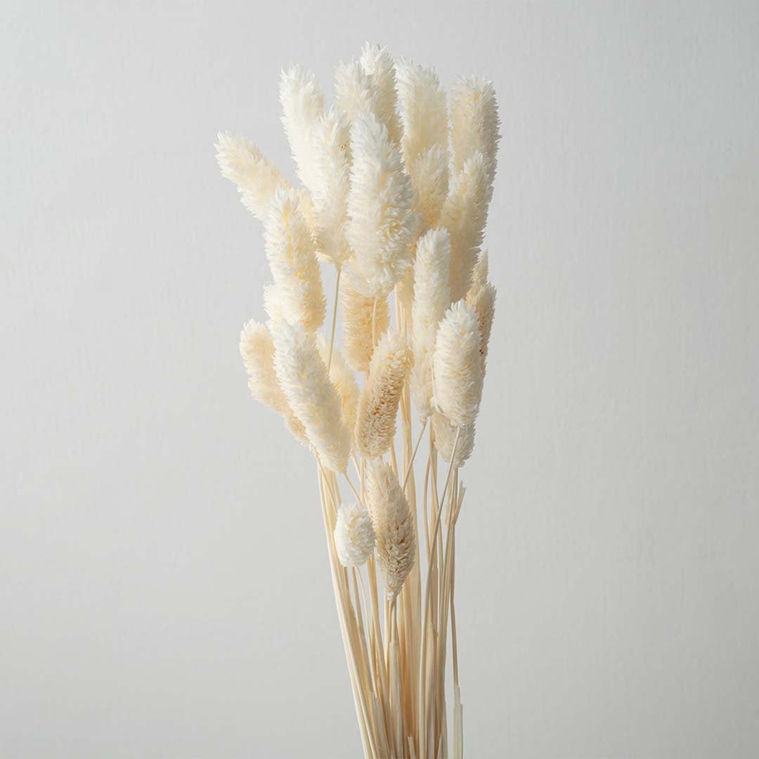 Closeup of beige lagurus bunny tail grass preserved natural stems lifestyle floral decor on light white background.