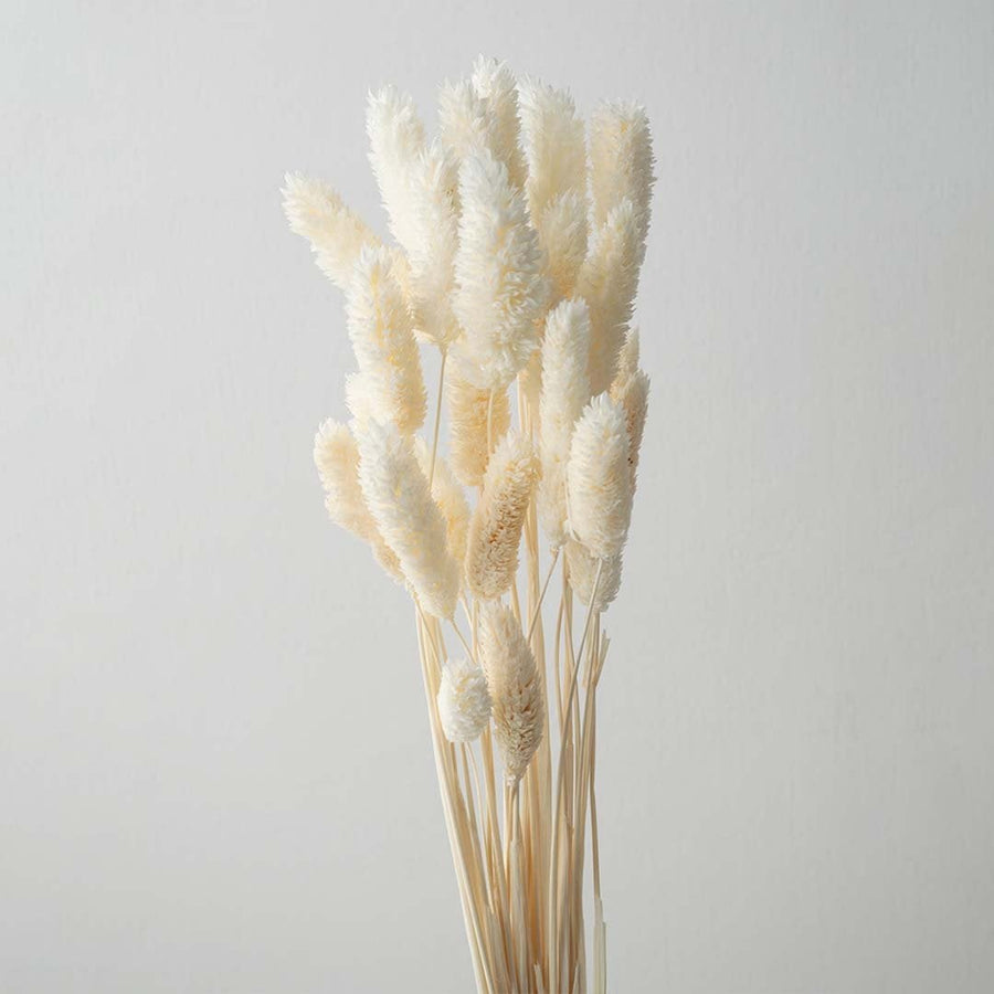 Closeup of beige lagurus bunny tail grass preserved natural stems lifestyle floral decor on light white background.