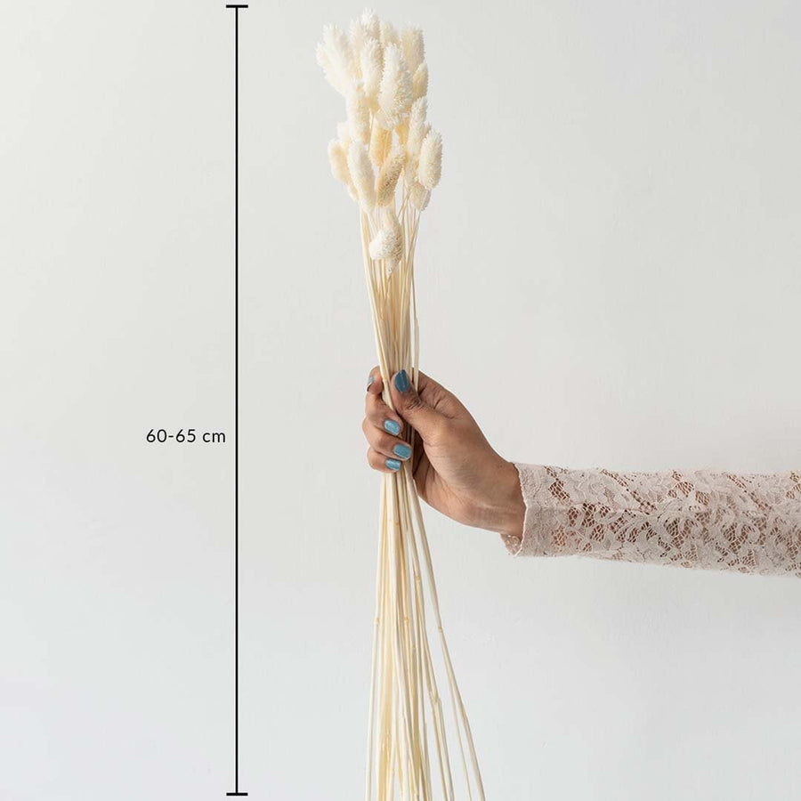 Beige lagurus bunny tail grass bouquet 60-65 cm preserved stems lifestyle decor shown with size on white background.