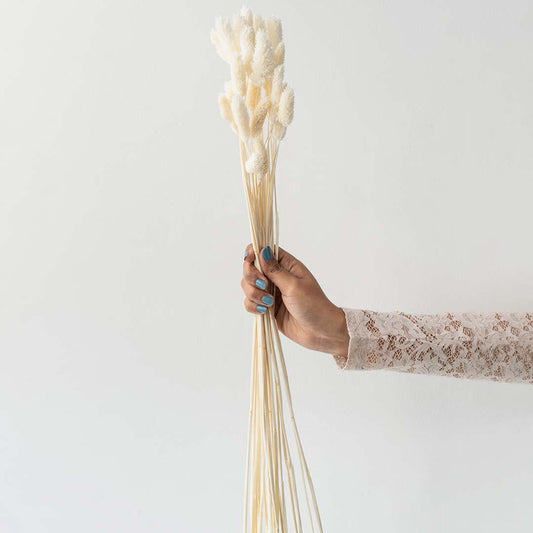 Hand holding bleached cream white dried bunny tails grass stems for elegant minimalist wedding vase decor on white backdrop.