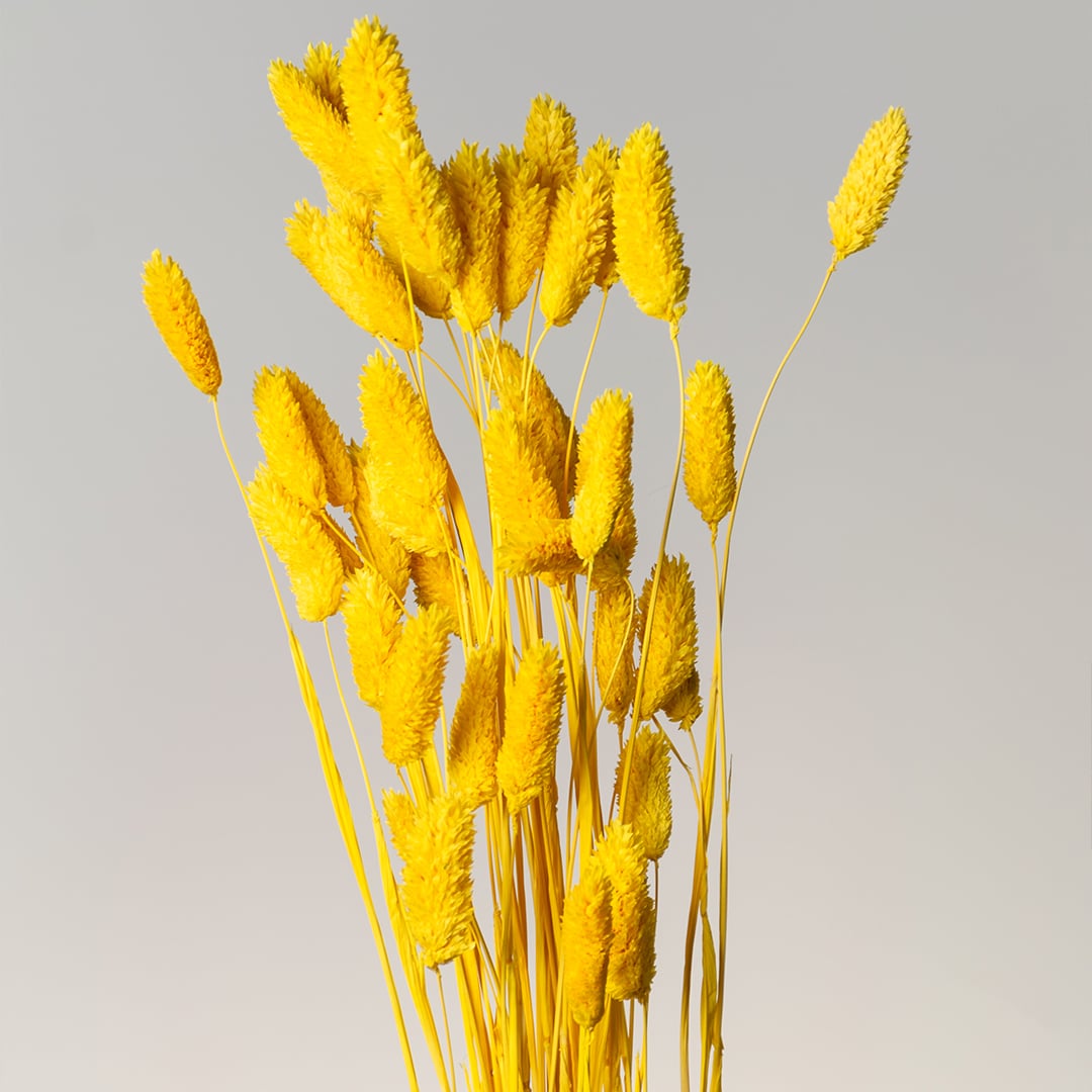 Phalaris Dried Grass Yellow Closeup