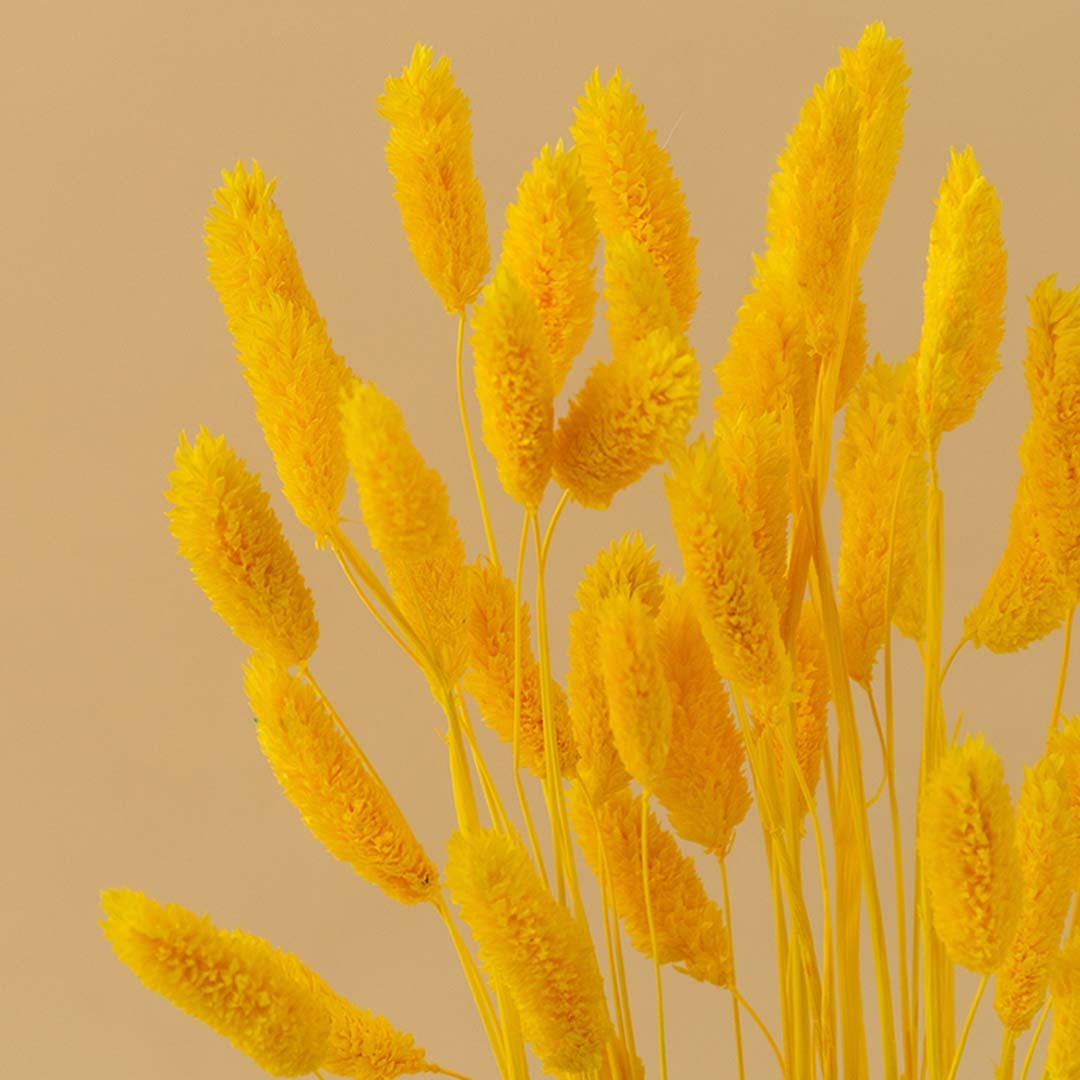 Closeup view of bright yellow dried floral stems highlighting natural texture vivid color and decorative styling detail.