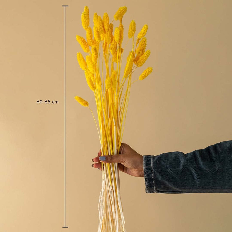 Dimension image showing dried purple statice flower bunch 45-55 cm long ideal for tall vase or living room decor.