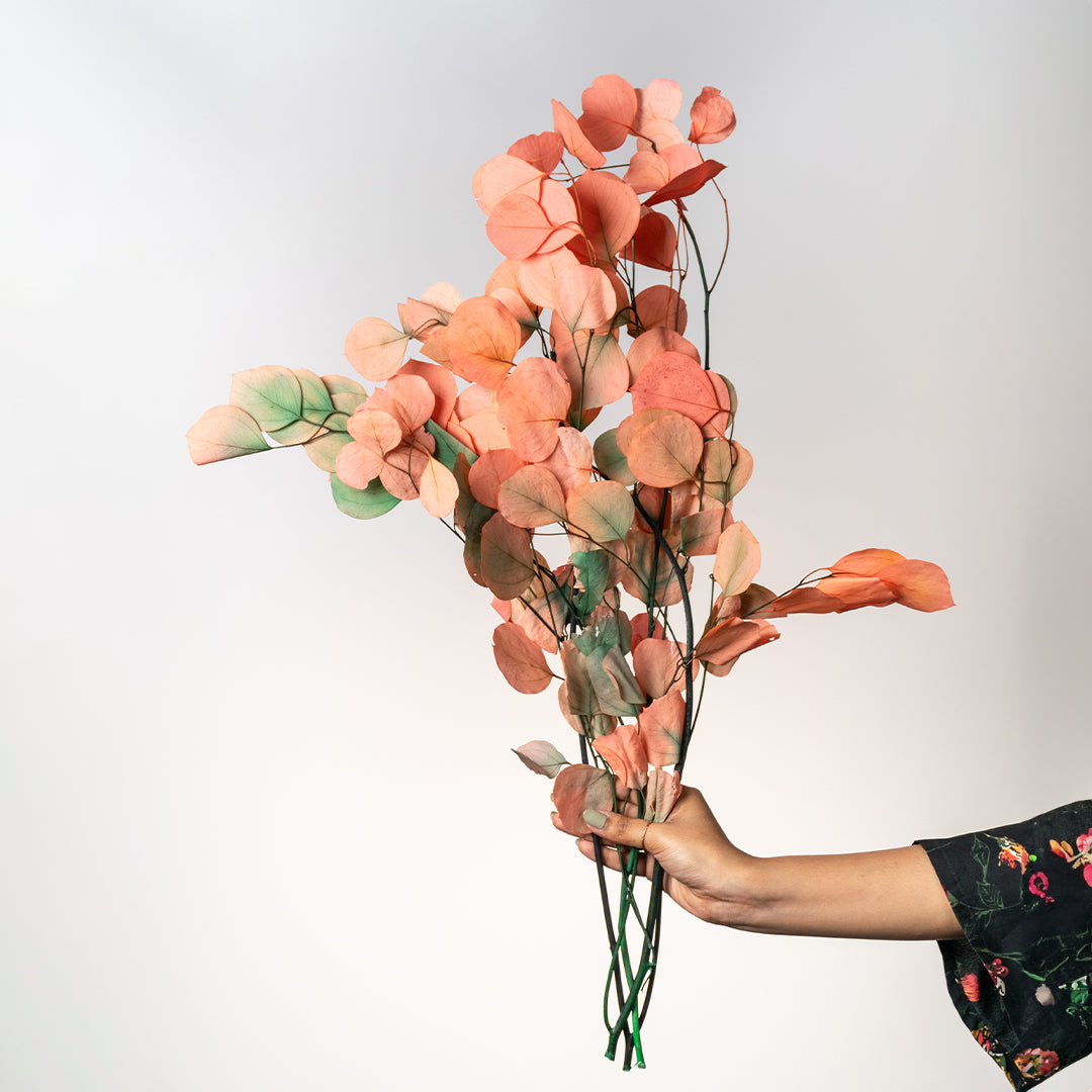 Hand holding a bundle of peach orange preserved dollar eucalyptus leaf branches for cozy autumn decor on white backdrop.