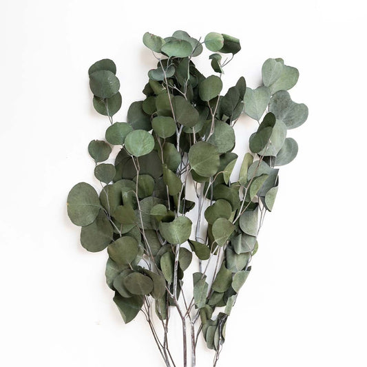 Detailed view of dried eucalyptus leaves in deep green tones ideal for earthy organic styling in home interiors.
