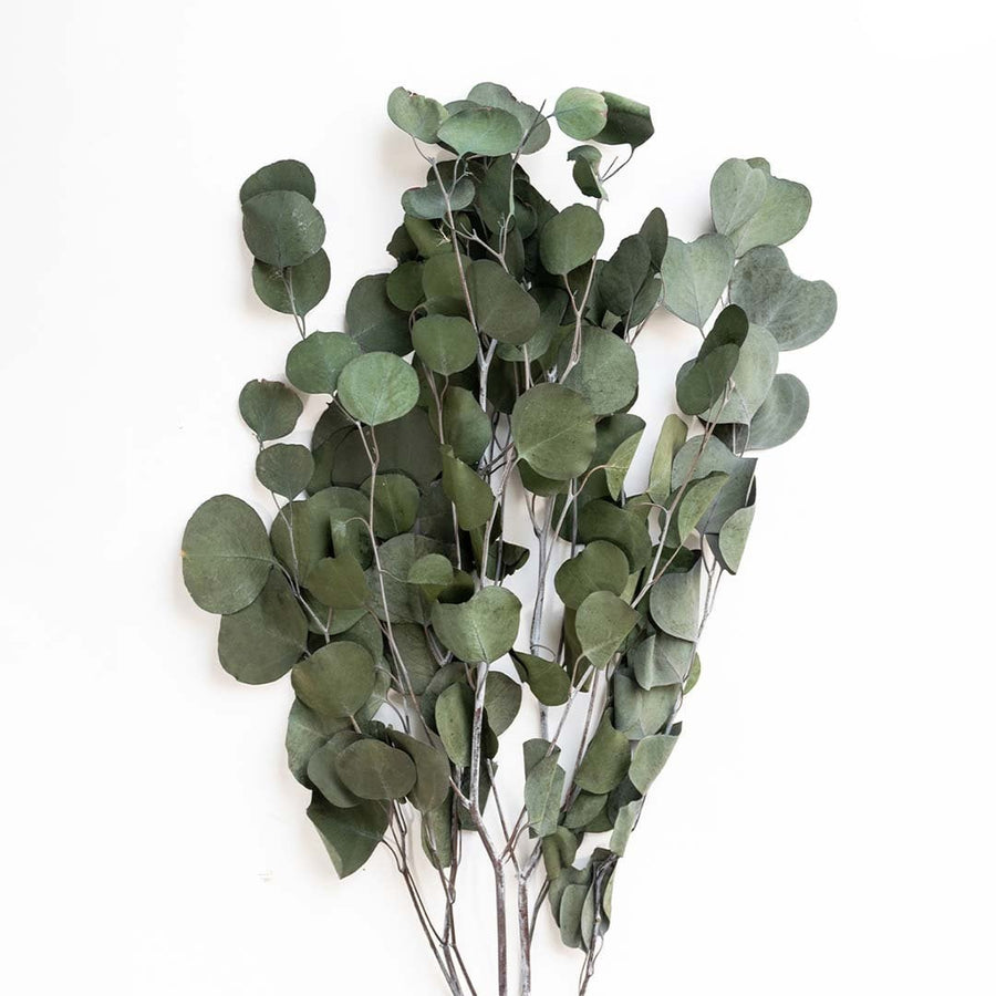 Detailed view of dried eucalyptus leaves in deep green tones ideal for earthy organic styling in home interiors.