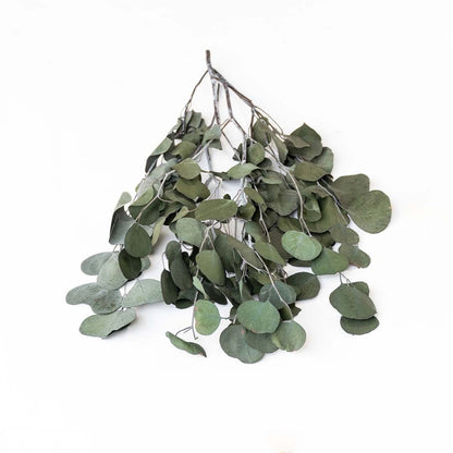 Closeup of dark green dried eucalyptus leaves showing detailed rounded texture perfect for natural home decoration.