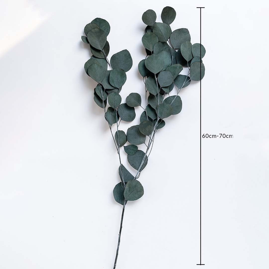 Dark green dried eucalyptus stems on white background with 60 to 70cm height shown for natural home decor use.