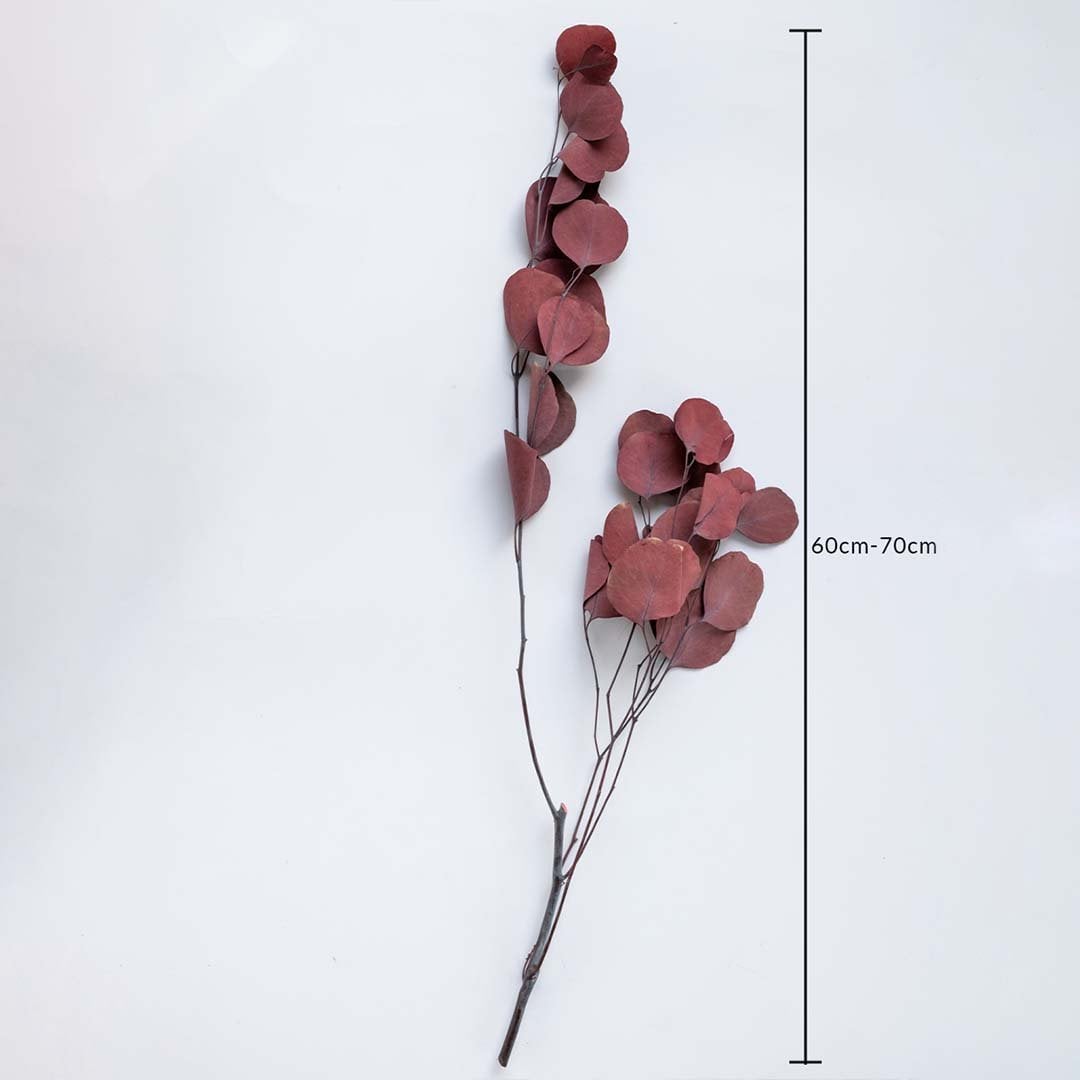 Deep red dried eucalyptus stems on a white background with 60 to 70cm height shown for natural interior decoration use.