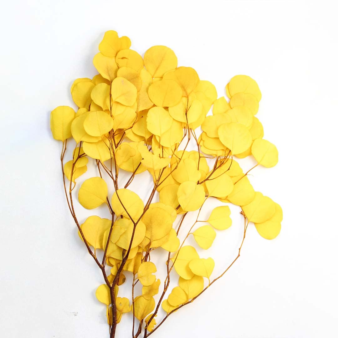 Closeup of yellow dried eucalyptus leaves showing soft rounded texture perfect for colorful organic home decor.