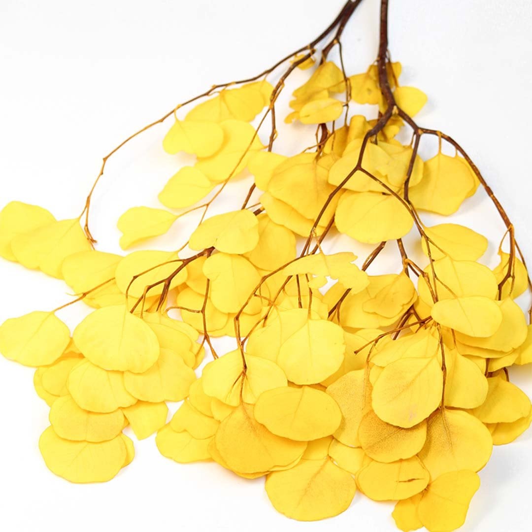 Detailed view of yellow dried eucalyptus stems highlighting vivid leaf texture ideal for bright natural room styling.