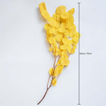 Yellow dried eucalyptus stems on a white background with 60 to 70cm height shown for natural decorative use.