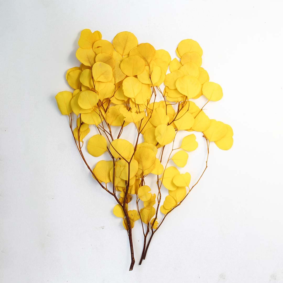 Bright yellow dried apple leaf eucalyptus bunch on a white background for vibrant autumn home decor.