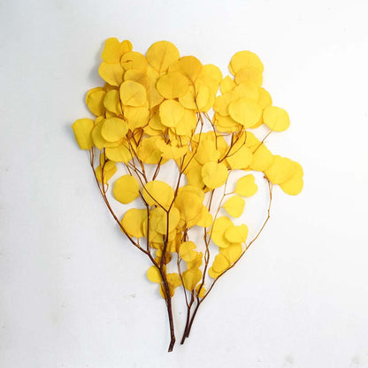 Bright yellow dried apple leaf eucalyptus bunch on a white background for vibrant autumn home decor.