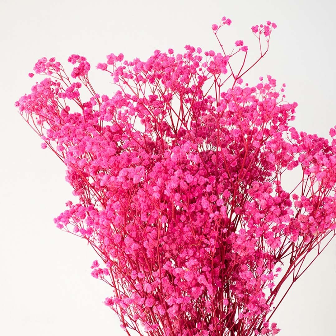 Closeup of pink dried gypsophila bouquet preserved flowers lifestyle decor arrangement on light white background.