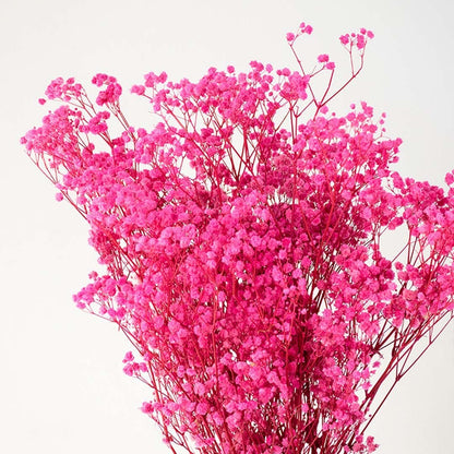 Closeup of pink dried gypsophila bouquet preserved flowers lifestyle decor arrangement on light white background.