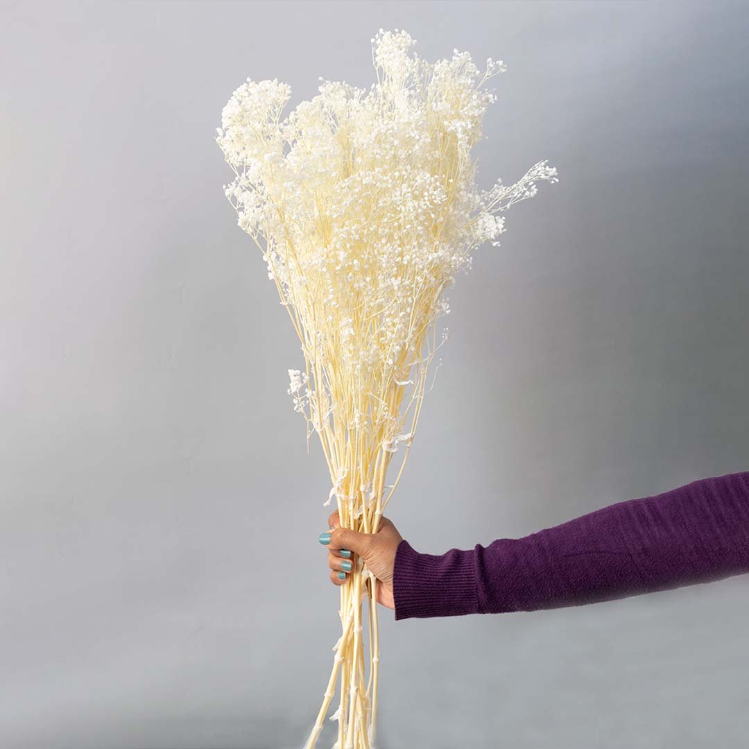 Preserved Babysbreath Dried Flower - Dream Star White