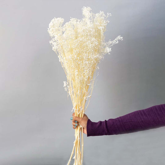 Hand holding a fluffy white dried babys breath flower bouquet bundle for elegant minimalist wedding decor on white backdrop.