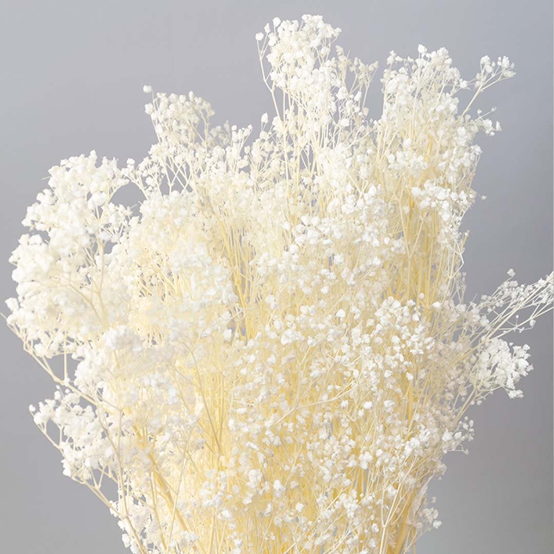 Closeup of white dried gypsophila bouquet preserved flowers lifestyle arrangement on soft light background.