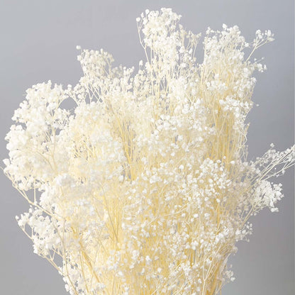Closeup of white dried gypsophila bouquet preserved flowers lifestyle arrangement on soft light background.