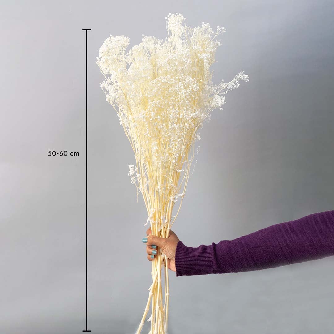 White dried gypsophila bouquet preserved flowers 50-60 cm lifestyle display shown with size on grey background.