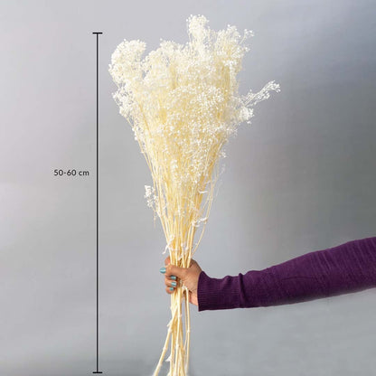 White dried gypsophila bouquet preserved flowers 50-60 cm lifestyle display shown with size on grey background.
