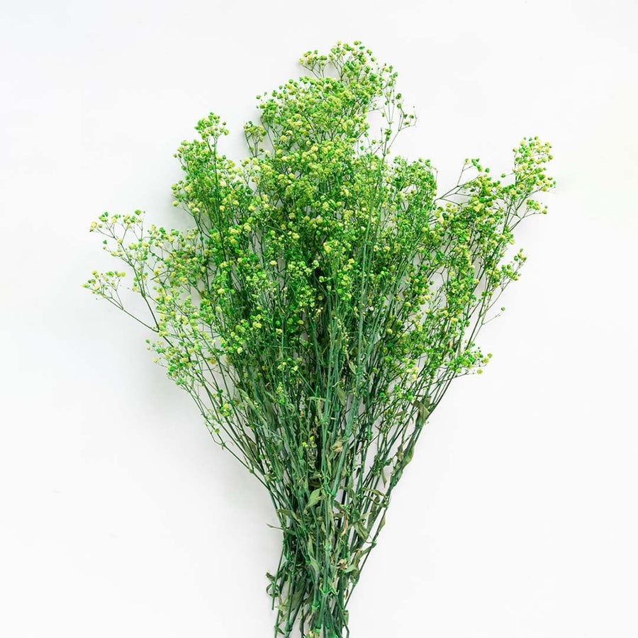 Closeup of green dried gypsophila showing delicate clustered blooms perfect for vibrant organic home decoration.