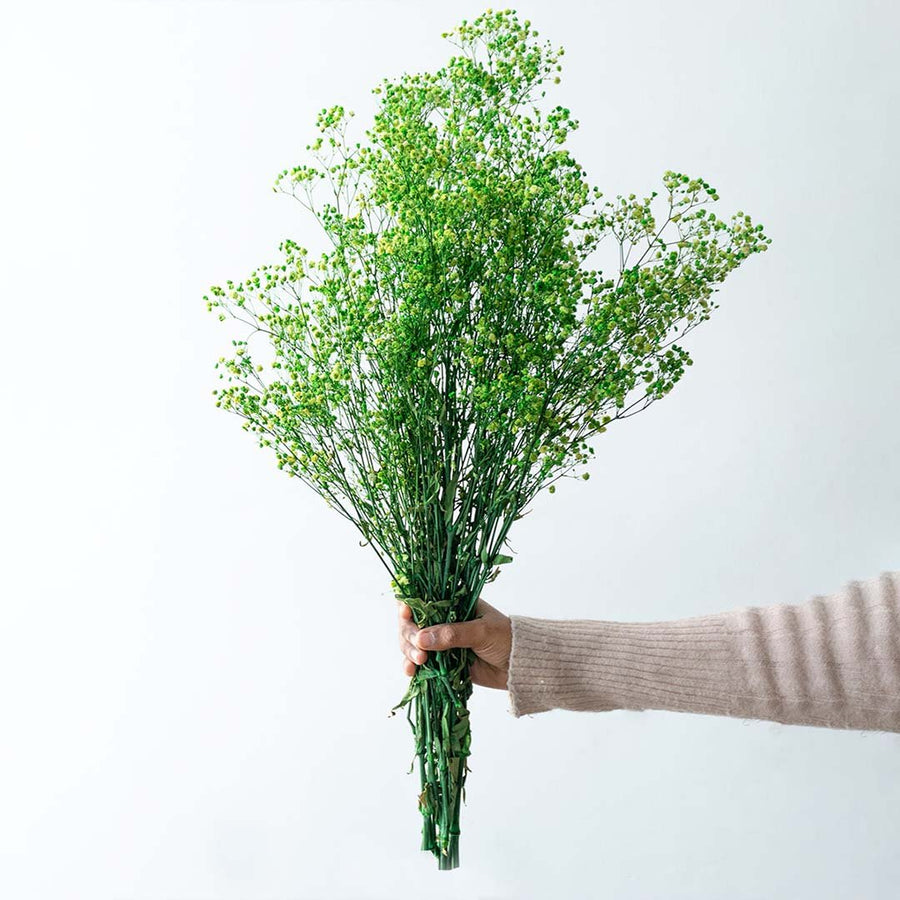 Hand holding a bright green dried babys breath bundle for creative modern dining room floral styling on white backdrop.