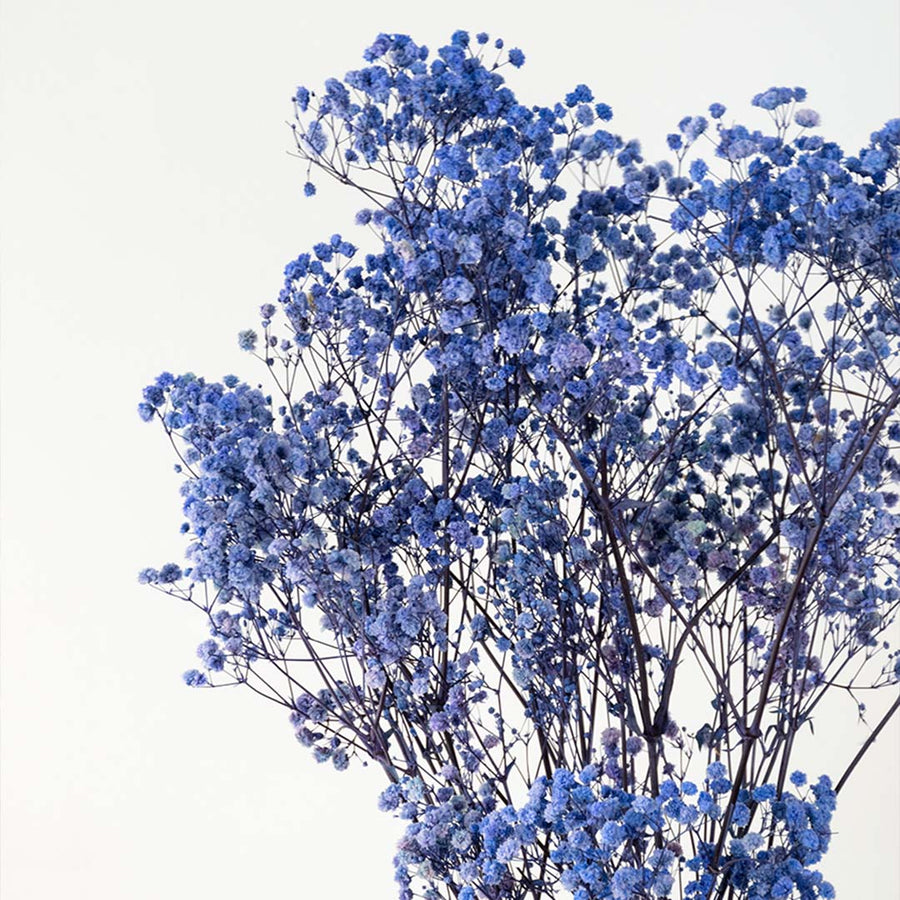 Closeup of a lush royal blue dyed dried babys breath flower bouquet mix for luxury modern tabletop vase decor background.