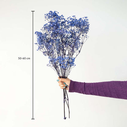 Blue dried gypsophila bouquet preserved flowers 50-60 cm lifestyle decor display with size on white background.