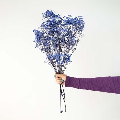 Blue dried gypsophila bouquet preserved natural flowers lifestyle display on light white background.