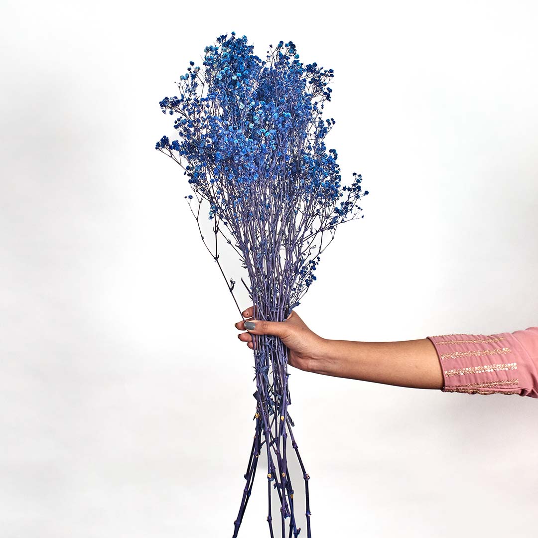 Preserved blue gypsophila dried flower bouquet lifestyle arrangement natural decor on clean white background.