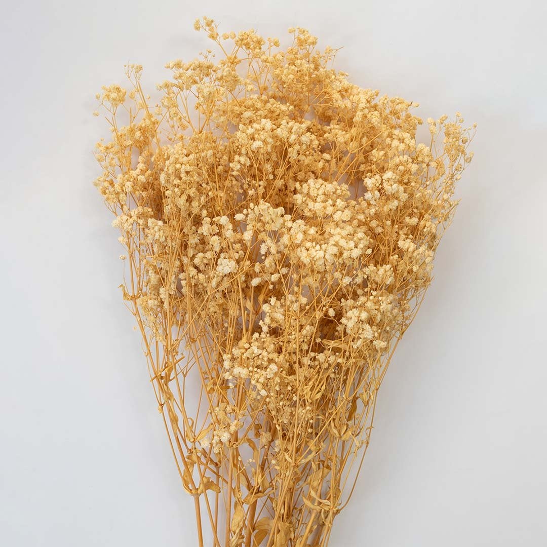 Detailed closeup of golden dried gypsophila flowers with delicate blooms shown on white background decorative floral accent.