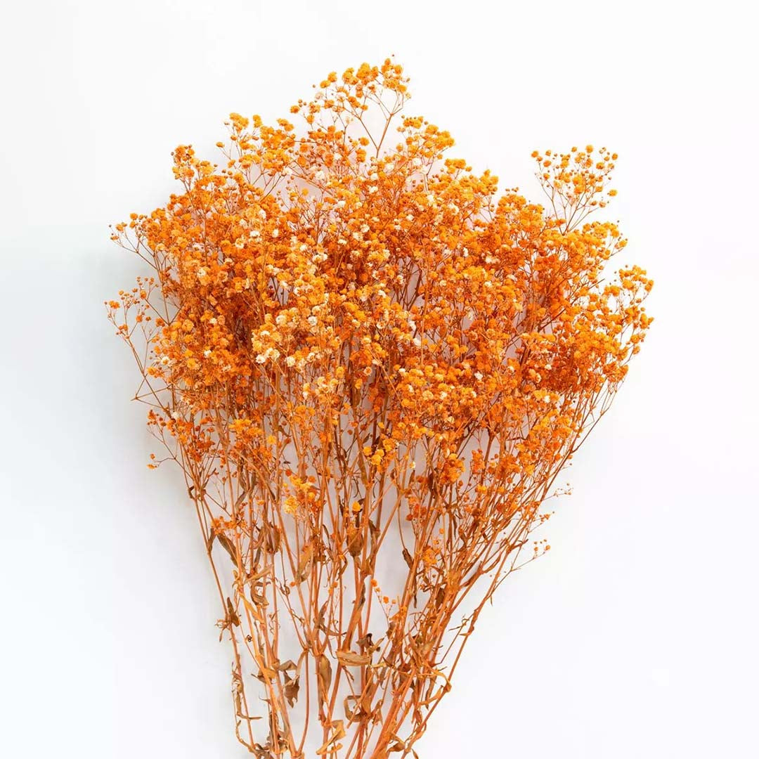 Vibrant orange dried babys breath flower bouquet bundle for autumn theme tabletop vase decoration on white backdrop.